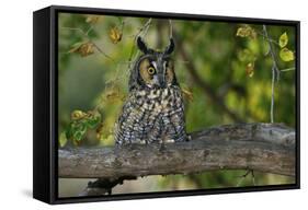 Long-Eared Owl Perched on Tree Branch-W. Perry Conway-Framed Stretched Canvas