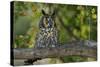 Long-Eared Owl Perched on Tree Branch-W. Perry Conway-Stretched Canvas