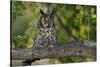 Long-Eared Owl Perched on Tree Branch-W. Perry Conway-Stretched Canvas