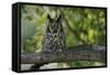 Long-Eared Owl Perched on Tree Branch-W. Perry Conway-Framed Stretched Canvas