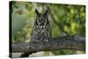 Long-Eared Owl Perched on Tree Branch-W. Perry Conway-Stretched Canvas