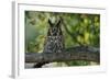 Long-Eared Owl Perched on Tree Branch-W. Perry Conway-Framed Photographic Print