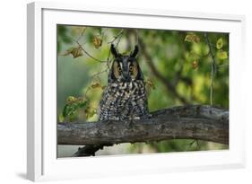 Long-Eared Owl Perched on Tree Branch-W. Perry Conway-Framed Photographic Print