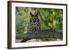 Long-Eared Owl Perched on Tree Branch-W. Perry Conway-Framed Photographic Print