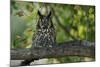 Long-Eared Owl Perched on Tree Branch-W. Perry Conway-Mounted Photographic Print