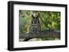 Long-Eared Owl Perched on Tree Branch-W. Perry Conway-Framed Photographic Print