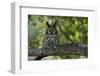 Long-Eared Owl Perched on Tree Branch-W. Perry Conway-Framed Photographic Print