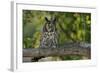 Long-Eared Owl Perched on Tree Branch-W. Perry Conway-Framed Photographic Print