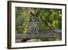 Long-Eared Owl Perched on Tree Branch-W. Perry Conway-Framed Photographic Print