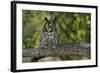 Long-Eared Owl Perched on Tree Branch-W. Perry Conway-Framed Photographic Print