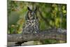 Long-Eared Owl Perched on Tree Branch-W. Perry Conway-Mounted Photographic Print