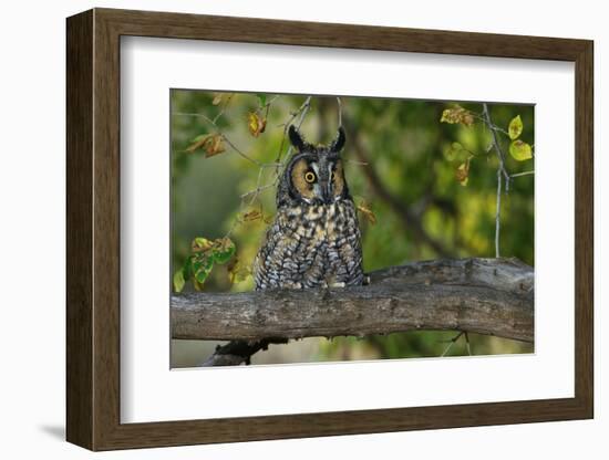 Long-Eared Owl Perched on Tree Branch-W. Perry Conway-Framed Photographic Print