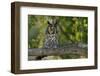 Long-Eared Owl Perched on Tree Branch-W. Perry Conway-Framed Photographic Print