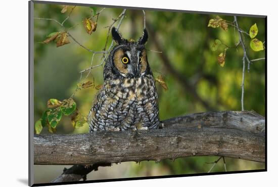 Long-Eared Owl Perched on Tree Branch-W. Perry Conway-Mounted Photographic Print