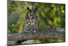 Long-Eared Owl Perched on Tree Branch-W. Perry Conway-Mounted Photographic Print