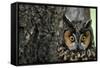 Long-Eared Owl with Suprised Expression-W. Perry Conway-Framed Stretched Canvas