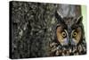 Long-Eared Owl with Suprised Expression-W. Perry Conway-Stretched Canvas