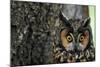 Long-Eared Owl with Suprised Expression-W. Perry Conway-Mounted Photographic Print