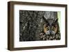 Long-Eared Owl with Suprised Expression-W. Perry Conway-Framed Photographic Print