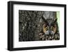 Long-Eared Owl with Suprised Expression-W. Perry Conway-Framed Photographic Print