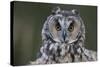 Long-Eared Owl-W. Perry Conway-Stretched Canvas