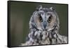 Long-Eared Owl-W. Perry Conway-Framed Stretched Canvas