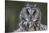 Long-Eared Owl-W. Perry Conway-Stretched Canvas