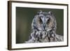 Long-Eared Owl-W. Perry Conway-Framed Photographic Print