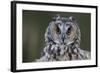 Long-Eared Owl-W. Perry Conway-Framed Photographic Print
