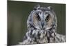 Long-Eared Owl-W. Perry Conway-Mounted Photographic Print