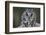 Long-Eared Owl-W. Perry Conway-Framed Photographic Print