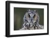 Long-Eared Owl-W. Perry Conway-Framed Photographic Print