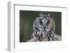 Long-Eared Owl-W. Perry Conway-Framed Photographic Print