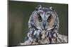 Long-Eared Owl-W. Perry Conway-Mounted Photographic Print