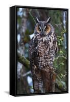 Long-Eared Owl-Ken Archer-Framed Stretched Canvas