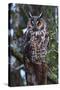 Long-Eared Owl-Ken Archer-Stretched Canvas