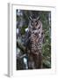 Long-Eared Owl-Ken Archer-Framed Photographic Print