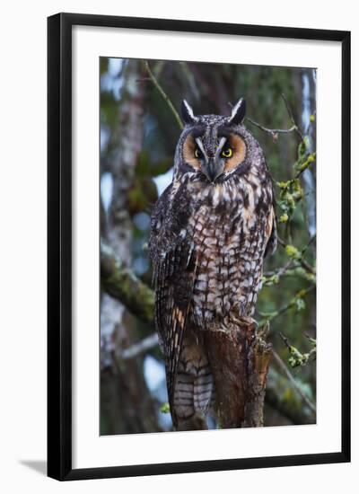 Long-Eared Owl-Ken Archer-Framed Photographic Print