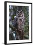 Long-Eared Owl-Ken Archer-Framed Photographic Print