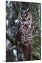 Long-Eared Owl-Ken Archer-Mounted Photographic Print