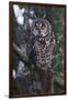 Long-eared Owl-Ken Archer-Framed Photographic Print