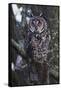 Long-eared Owl-Ken Archer-Framed Stretched Canvas