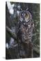 Long-eared Owl-Ken Archer-Stretched Canvas