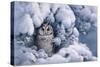 Long-Eared Owl-Harro Maass-Stretched Canvas