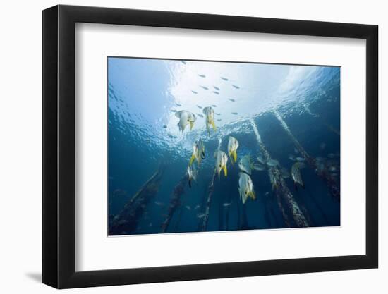 Long Fin Bat Fish under Aborek Jetty, Platax Teira, Raja Ampat, West Papua, Indonesia-Reinhard Dirscherl-Framed Photographic Print