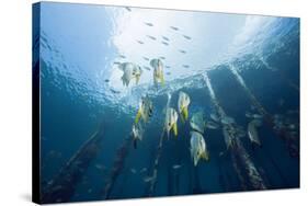 Long Fin Bat Fish under Aborek Jetty, Platax Teira, Raja Ampat, West Papua, Indonesia-Reinhard Dirscherl-Stretched Canvas