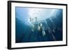 Long Fin Bat Fish under Aborek Jetty, Platax Teira, Raja Ampat, West Papua, Indonesia-Reinhard Dirscherl-Framed Photographic Print