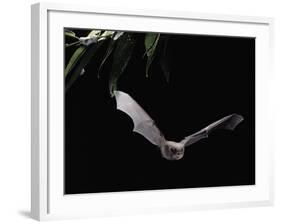 Long Fingered Bat in Flight (Myotis Capaccinii) Europe-null-Framed Photographic Print