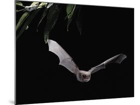 Long Fingered Bat in Flight (Myotis Capaccinii) Europe-null-Mounted Photographic Print