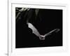 Long Fingered Bat in Flight (Myotis Capaccinii) Europe-null-Framed Photographic Print